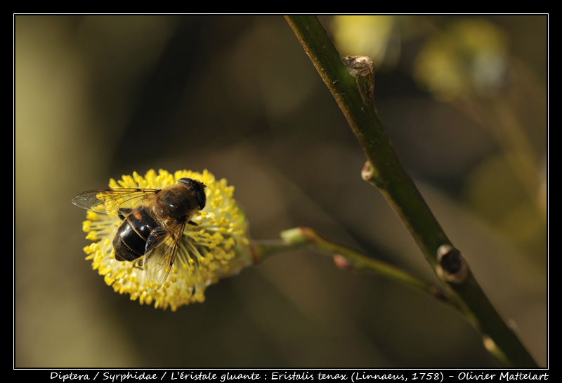 Eristalis tenax