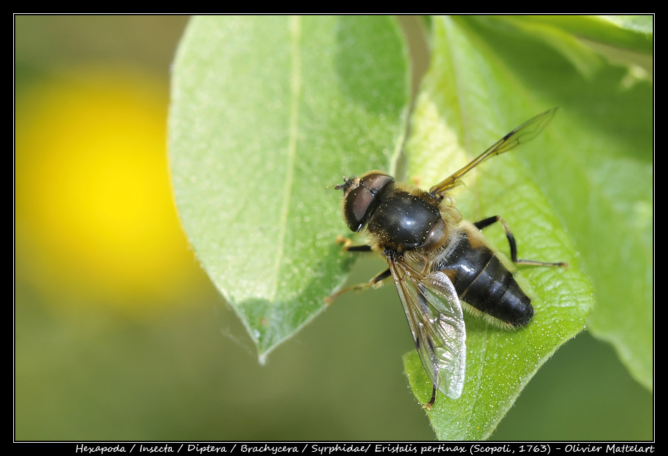 Eristalis pertinax (Scopoli, 1763)