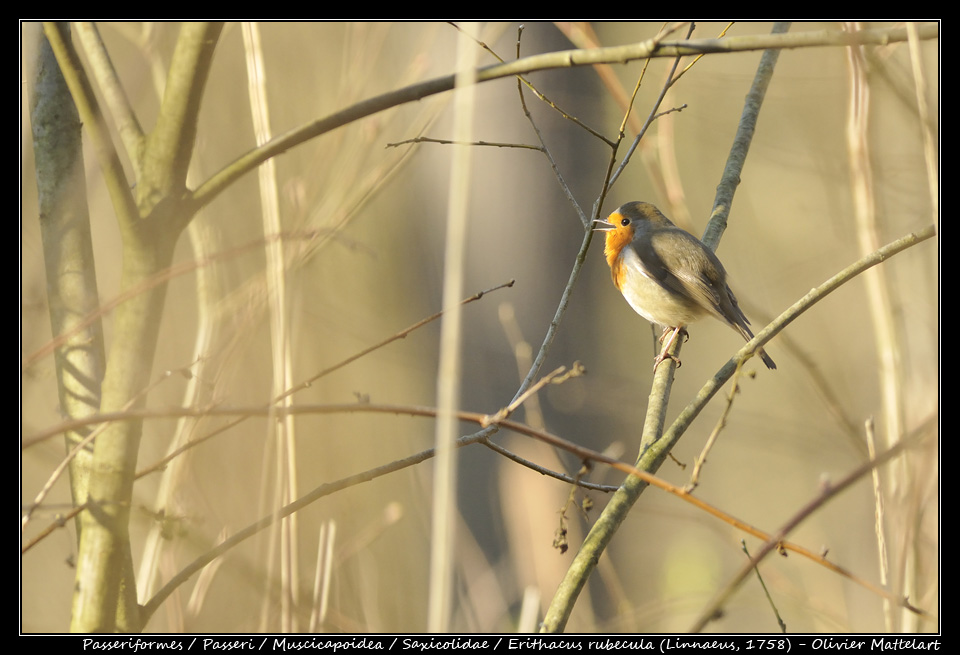 Erithacus rubecula (Linnaeus, 1758)