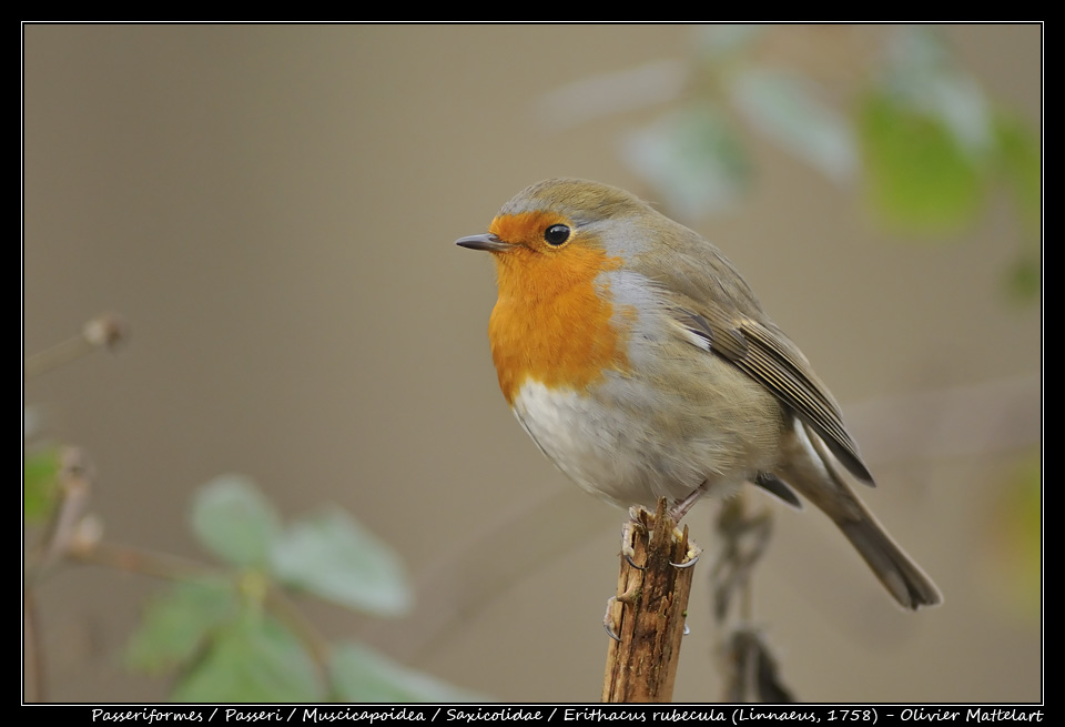 Erithacus rubecula (Linnaeus, 1758)