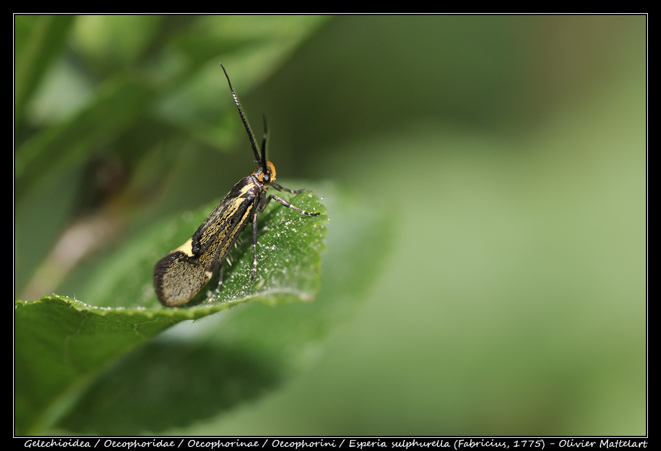 Esperia sulphurella (Fabricius, 1775)