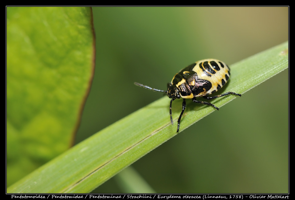 Eurydema oleracea (Linnaeus, 1758)