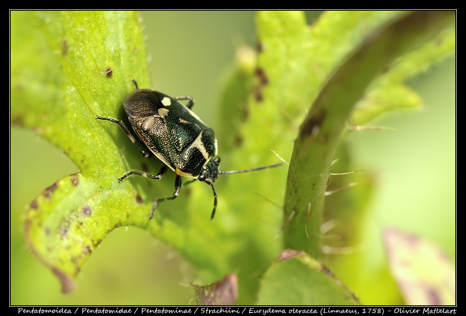 Eurydema oleracea (Linnaeus, 1758)