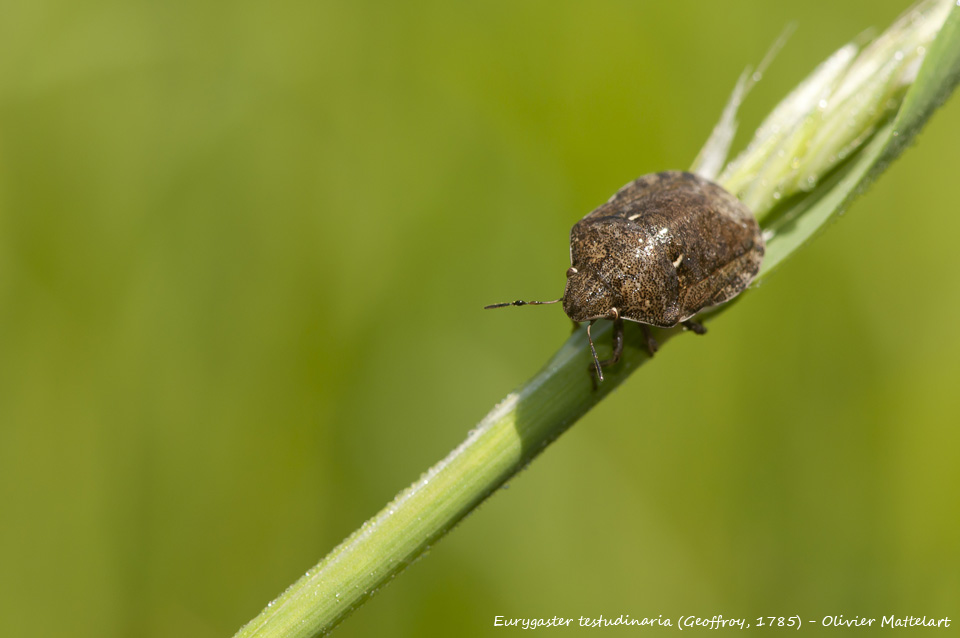 Eurygaster testudinaria (Geoffroy, 1785)