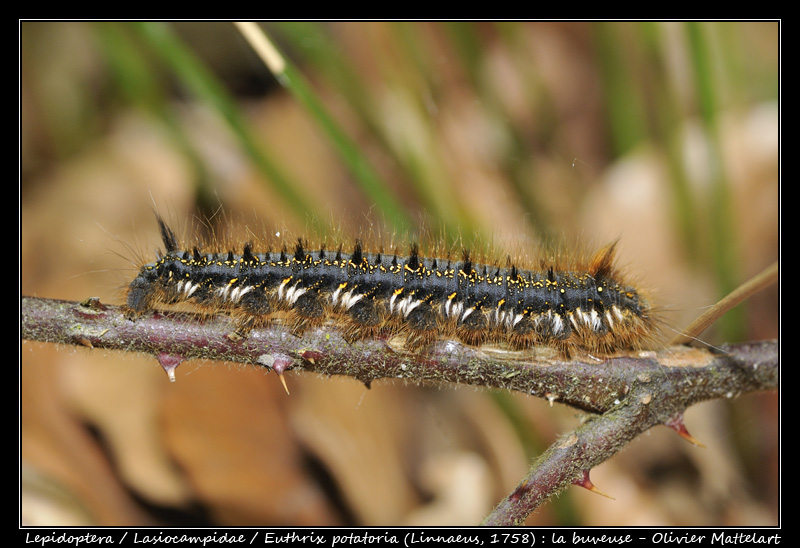 Euthrix potatoria (Linnaeus, 1758)