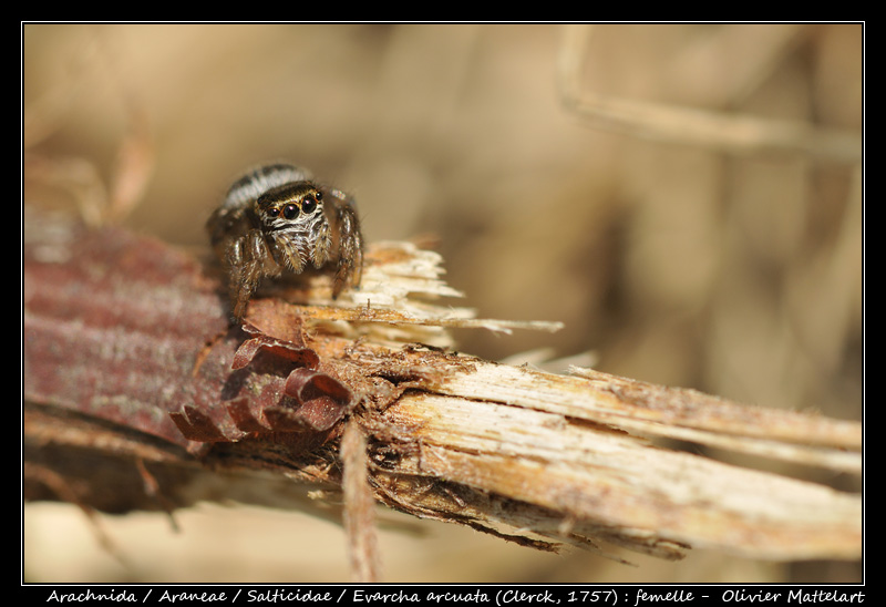 Evarcha arcuata (Clerck, 1757)