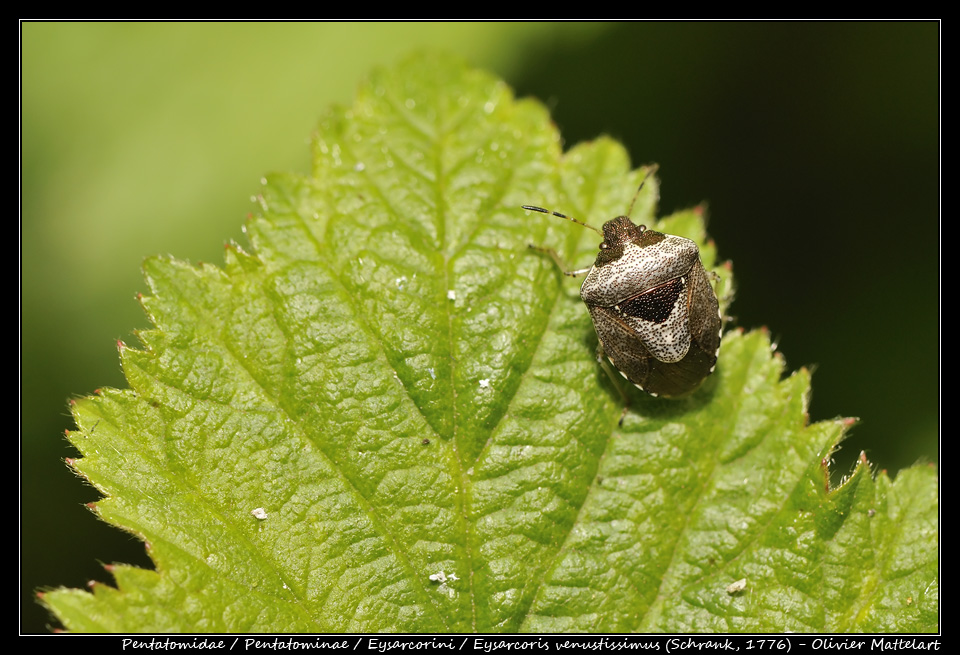 Eysarcoris venustissimus (Schrank, 1776)