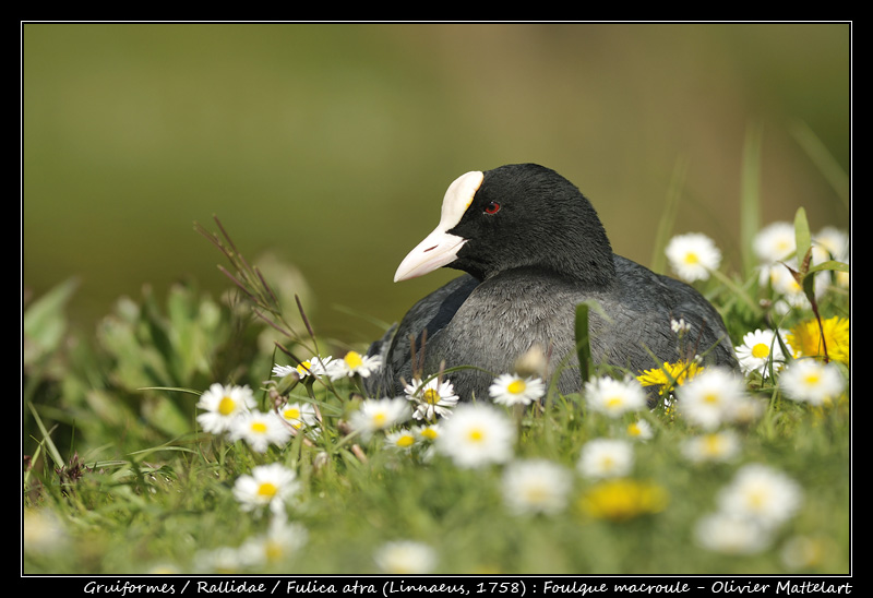 Fulica atra (Linnaeus, 1758)