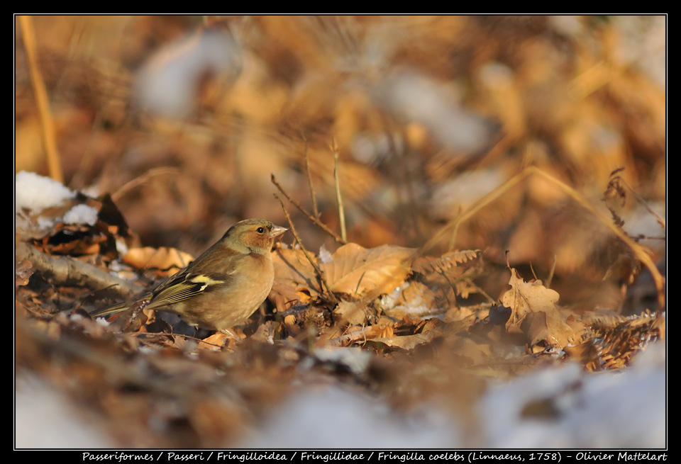 Fringilla coelebs (Linnaeus, 1758)