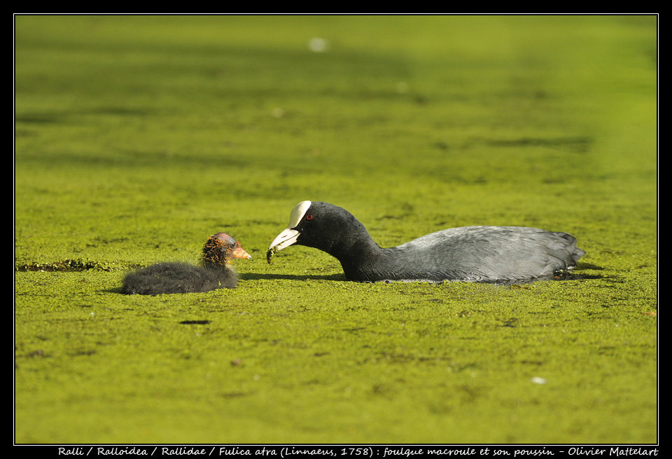 Fulica atra (Linnaeus, 1758)