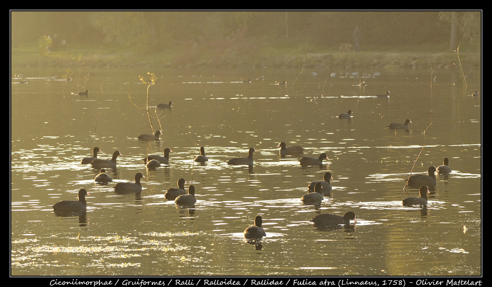 Fulica atra (Linnaeus, 1758)