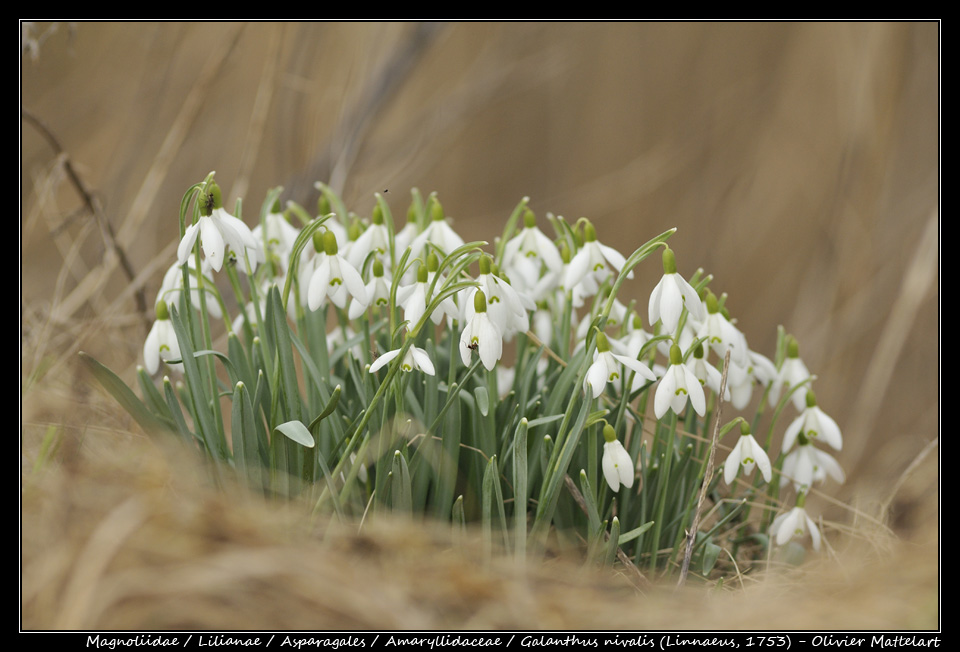 Galanthus nivalis (Linnaeus, 1753)