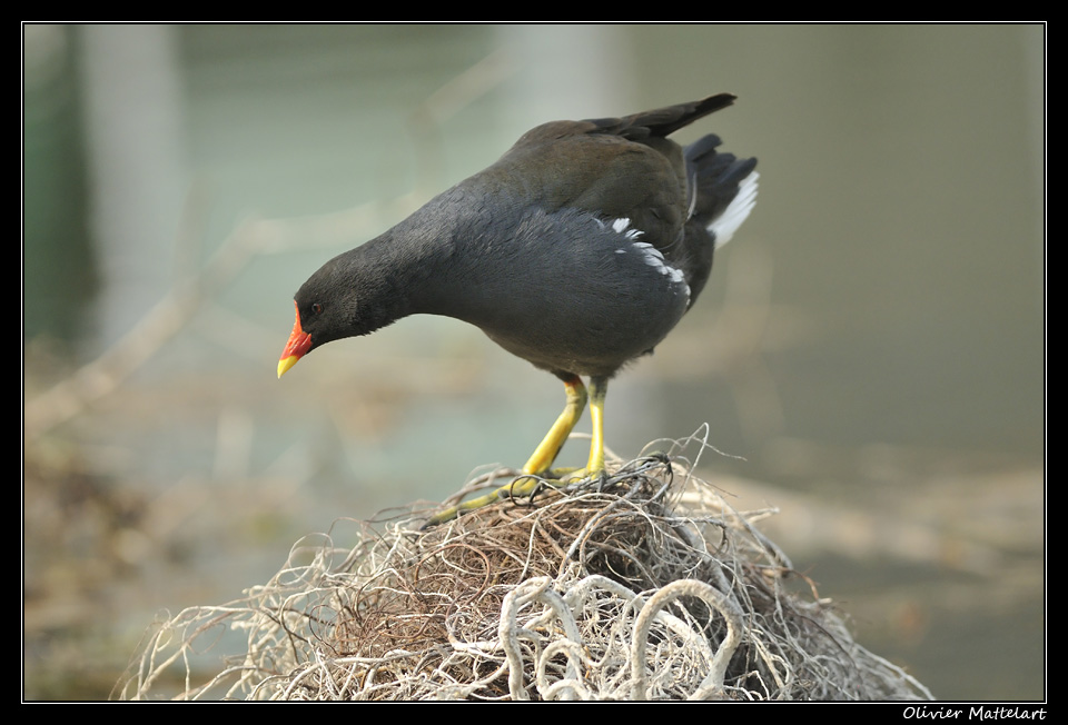 Gallinula chloropus (Linnaeus 1758)