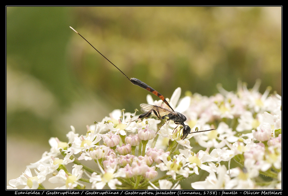 Gasteruption jaculator (Linnaeus, 1758) : femelle