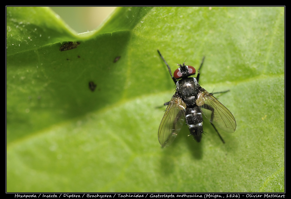 Gastrolepta anthracina (Meigen, 1826)