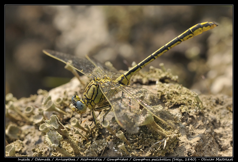 Gomphus pulchellus (Selys, 1840)