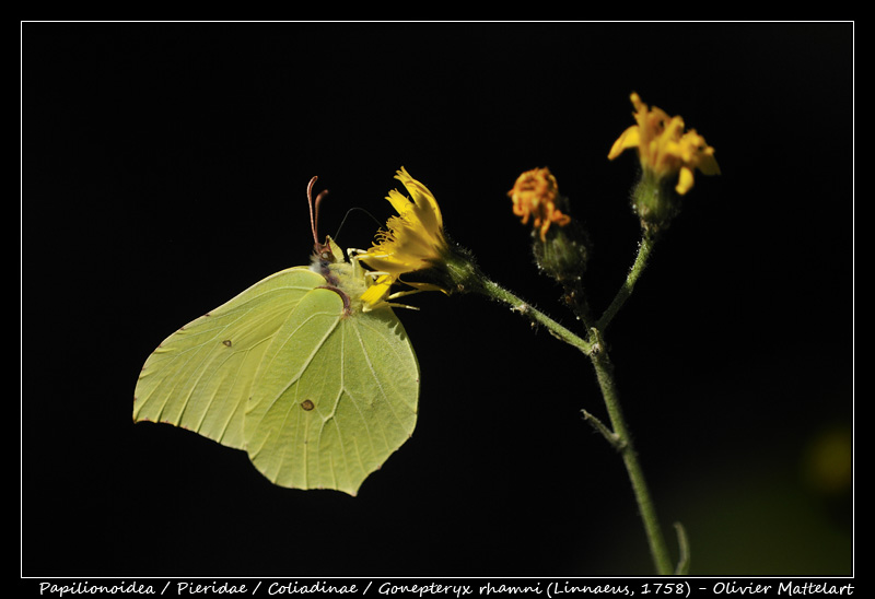 Gonepteryx rhamni (Linnaeus,1758)