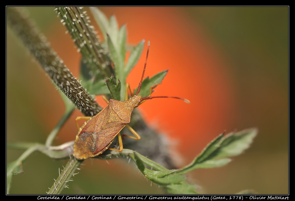 Gonocerus acuteangulatus (Goeze, 1778)