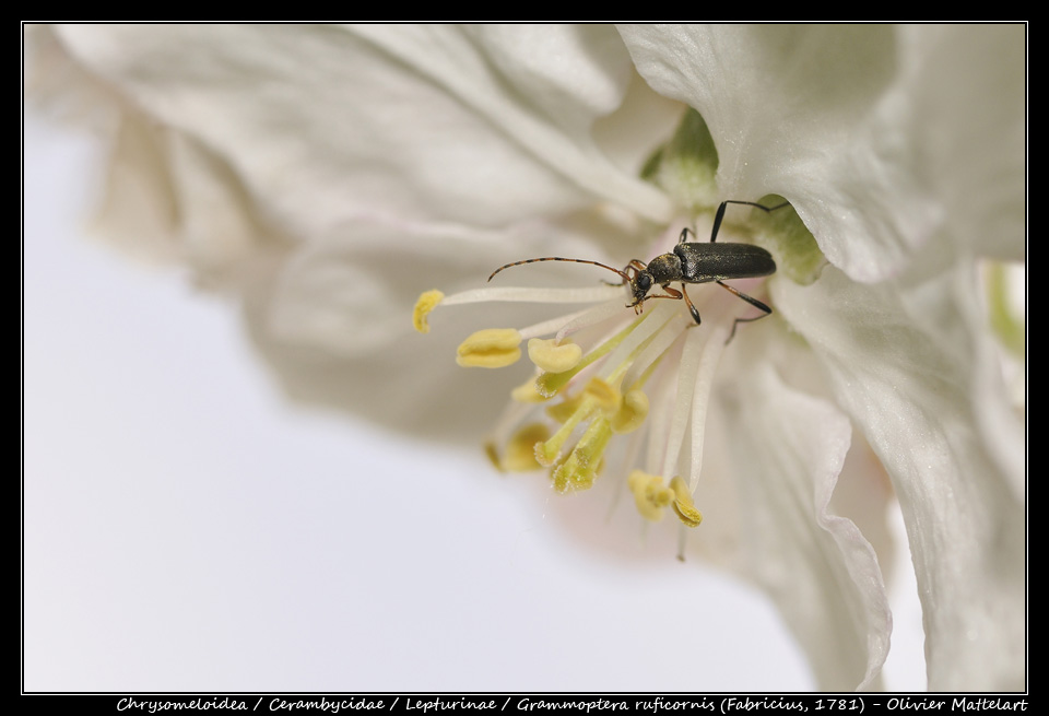 Grammoptera ruficornis (Fabricius, 1781)