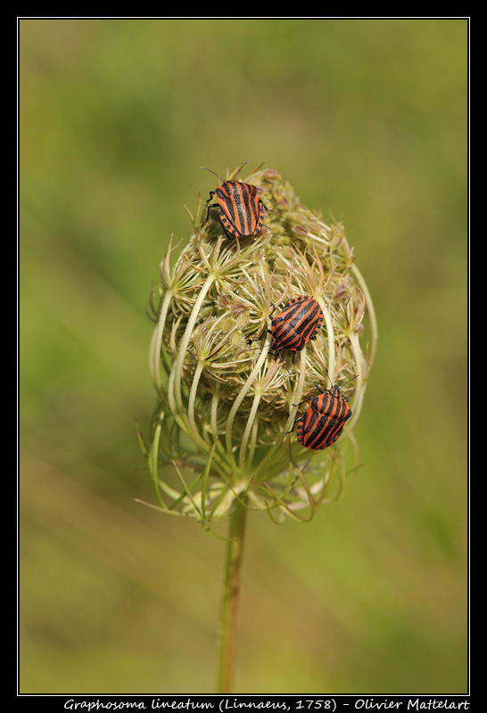 Graphosoma lineatum (Linnaeus, 1758)