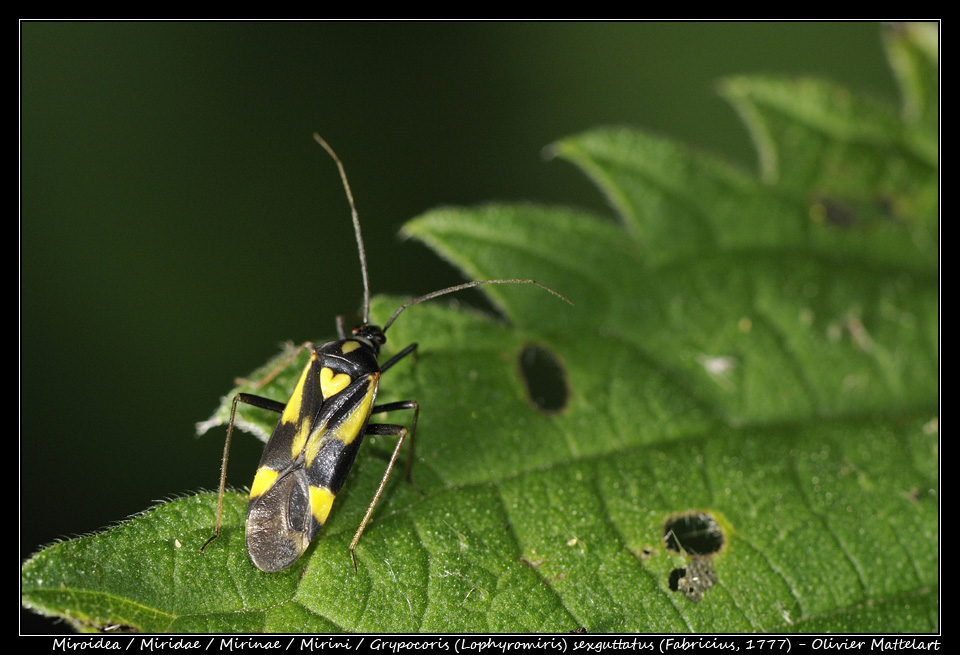 Grypocoris (Lophyromiris) sexguttatus (Fabricius, 1777)