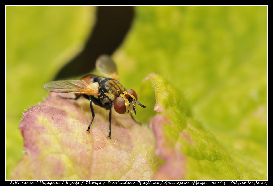 gymnosoma_20110619_013_s