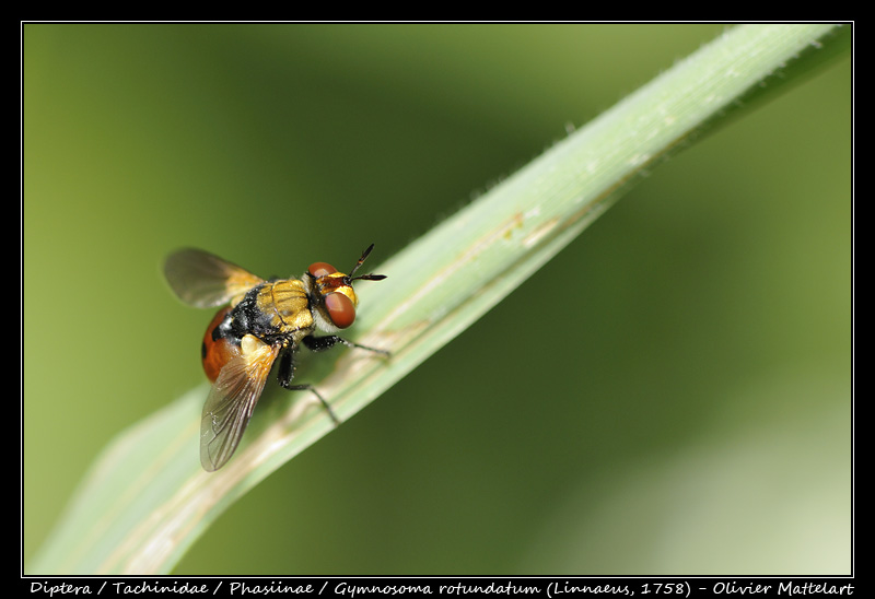 Gymnosoma rotundatum (Linnaeus, 1758)