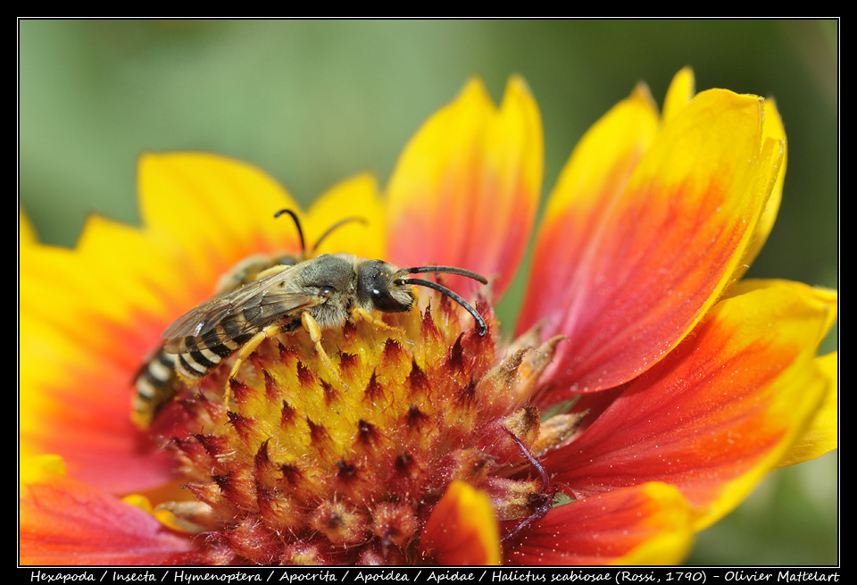 Halictus scabiosae (Rossi, 1790)