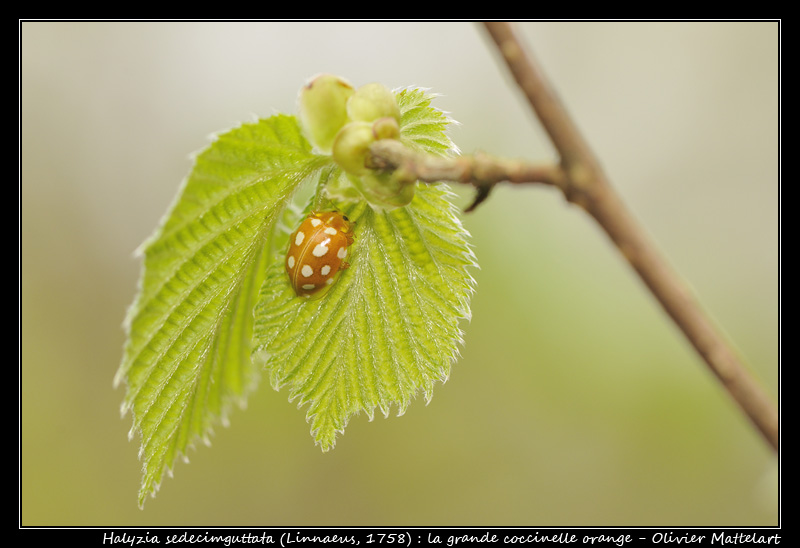 Halyzia sedecimguttata (Linnaeus, 1758)