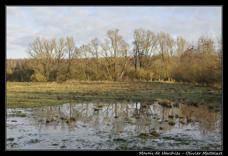 Marais de Harchies