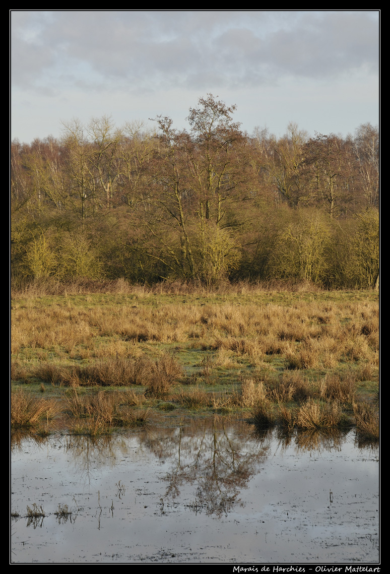 Marais de Harchies