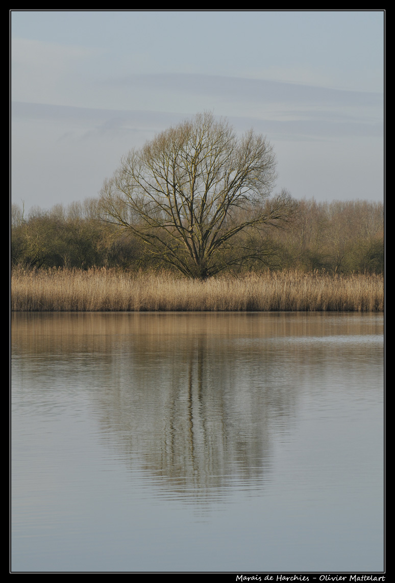 Marais de Harchies