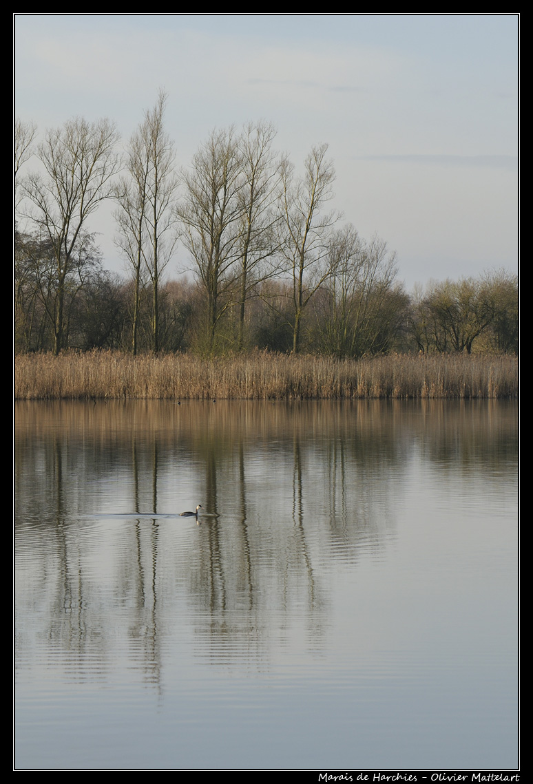 Marais de Harchies