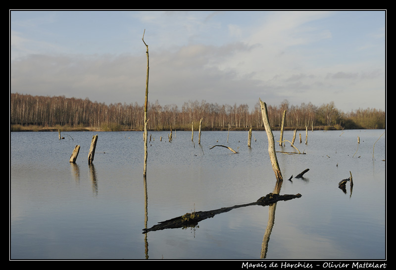 Marais de Harchies