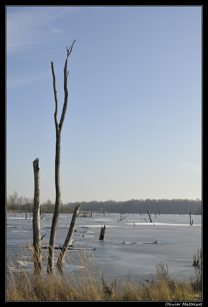 Marais de Harchies