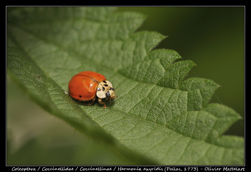 Harmonia axyridis (Pallas, 1773)