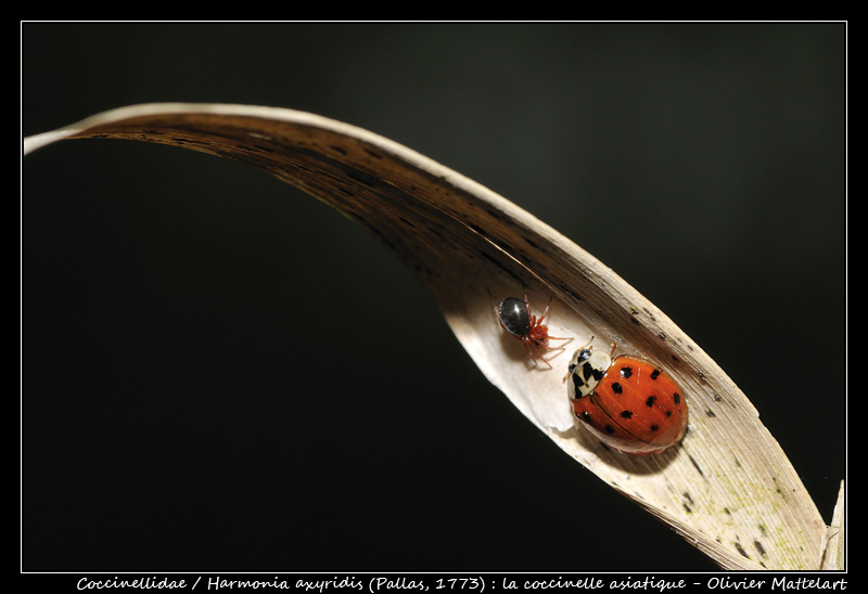 Harmonia axyridis (Pallas, 1773)