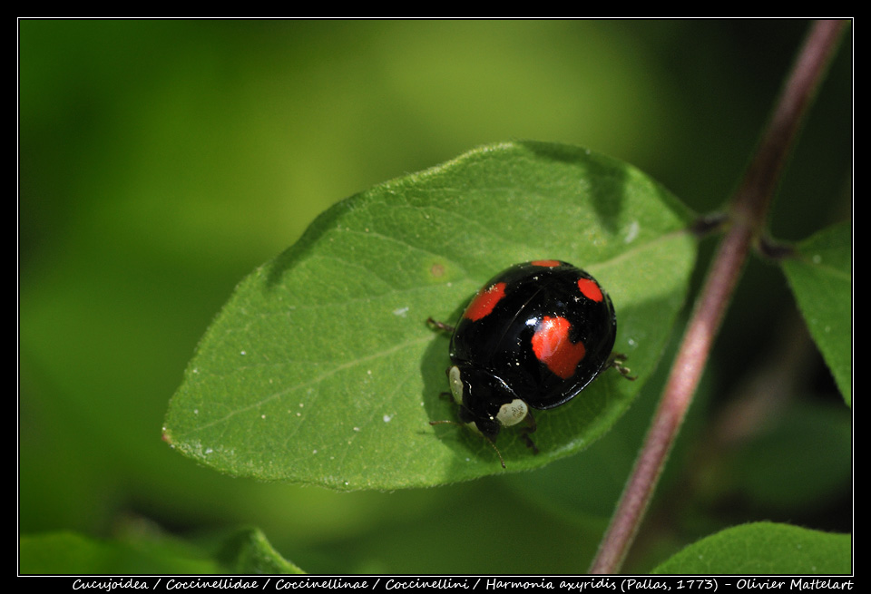 Harmonia axyridis (Pallas, 1773)