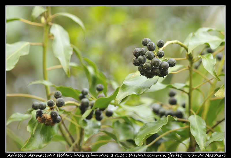 Hedera helix (Linnaeus, 1753)