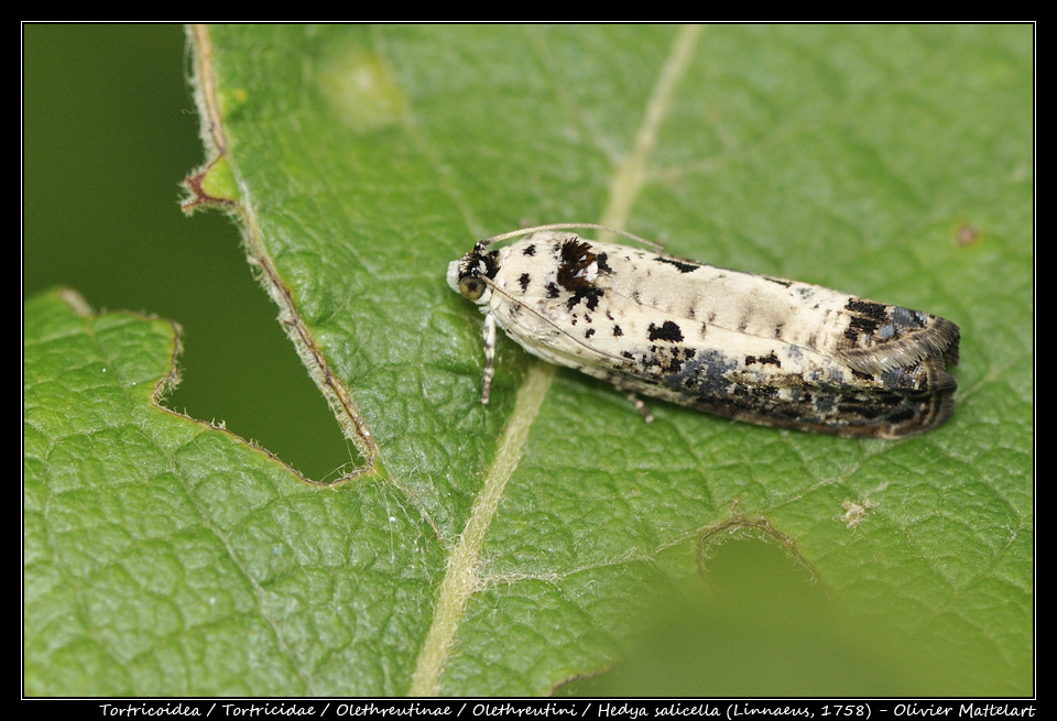 Hedya salicella (Linnaeus, 1758)