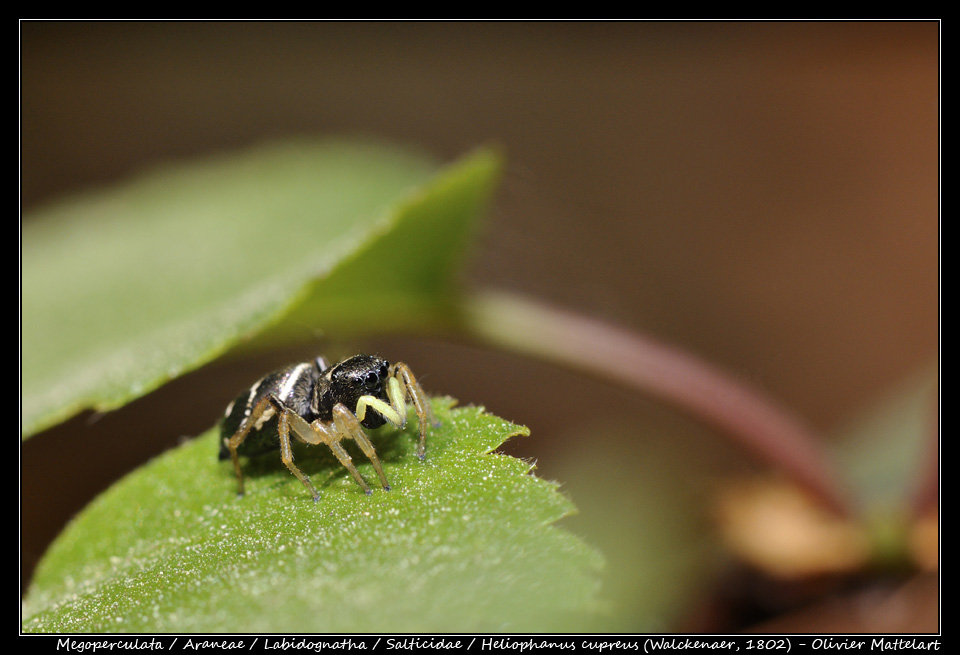 Heliophanus cupreus (Walckenaer, 1802)