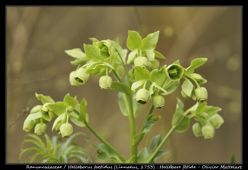 Helleborus foetidus (Linnaeus, 1753)