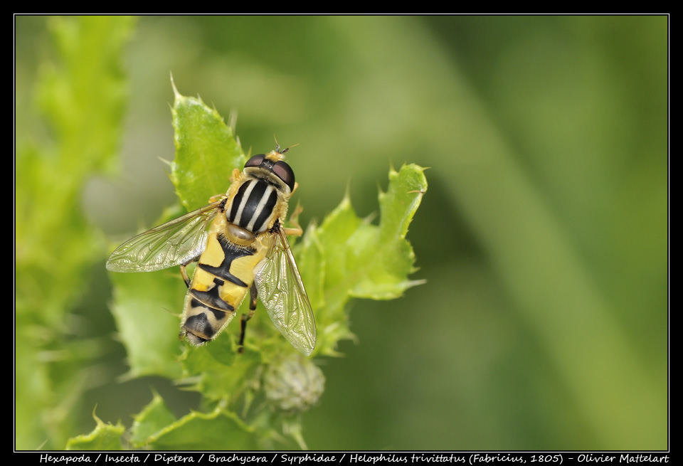 Helophilus trivittatus (Fabricius, 1805)