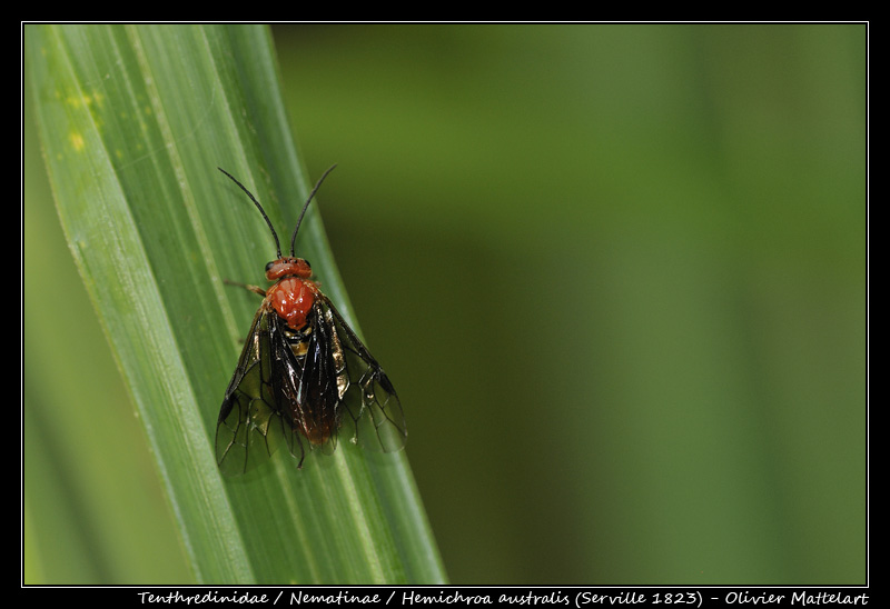 Hemichroa australis (Serville, 1823)