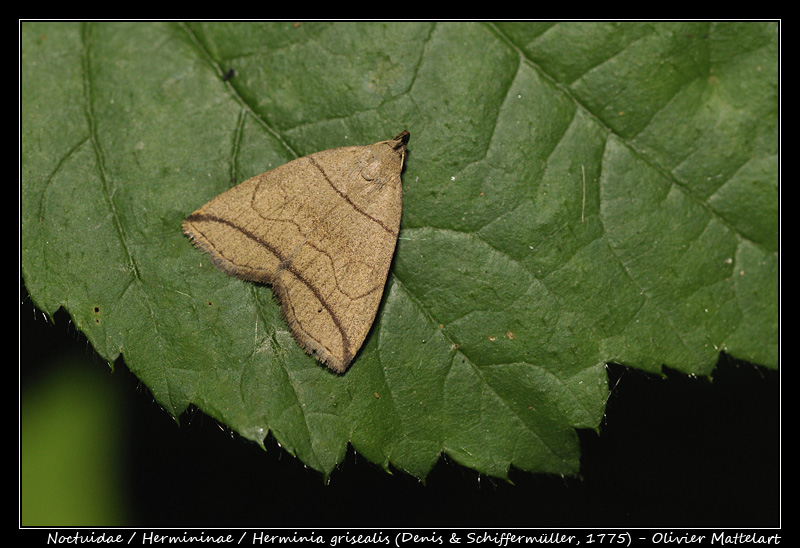 Herminia grisealis (Denis & Schiffermüller, 1775)