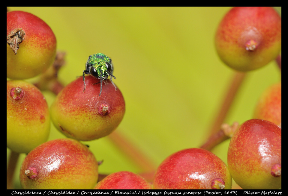 Holopyga fastuosa generosa (Forster, 1853)