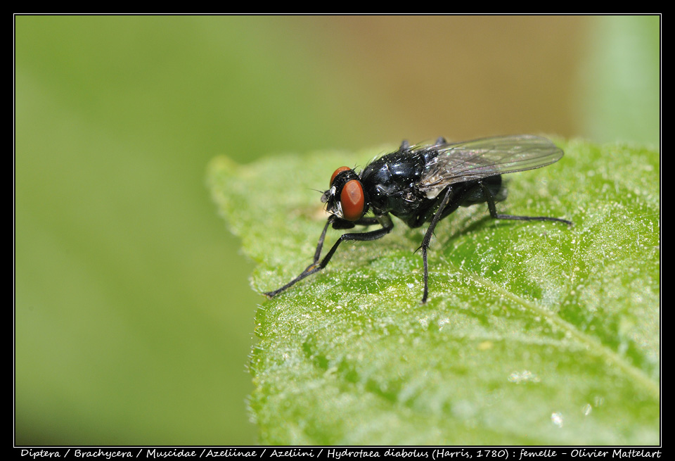 Hydrotaea diabolus (Harris, 1780) : femelle