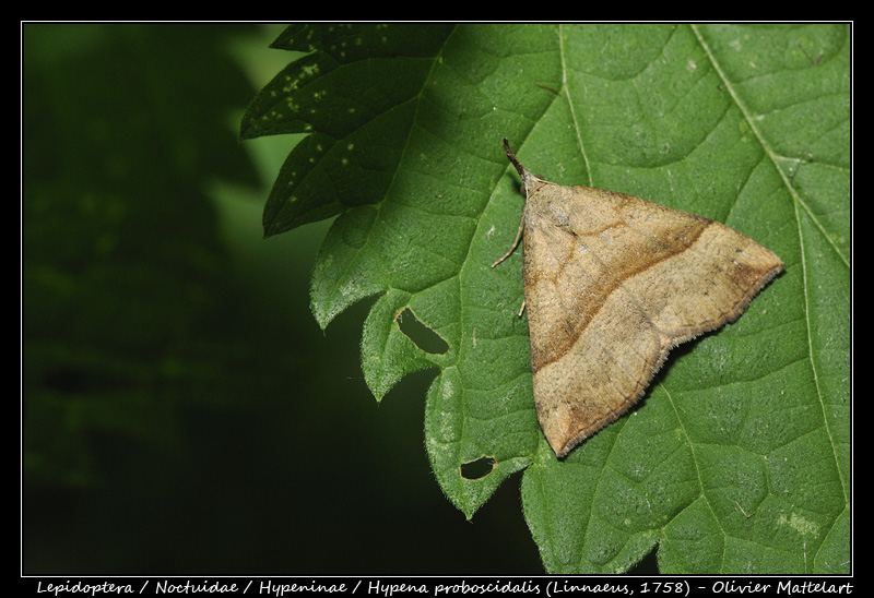 Hypena proboscidalis (Linnaeus, 1758)