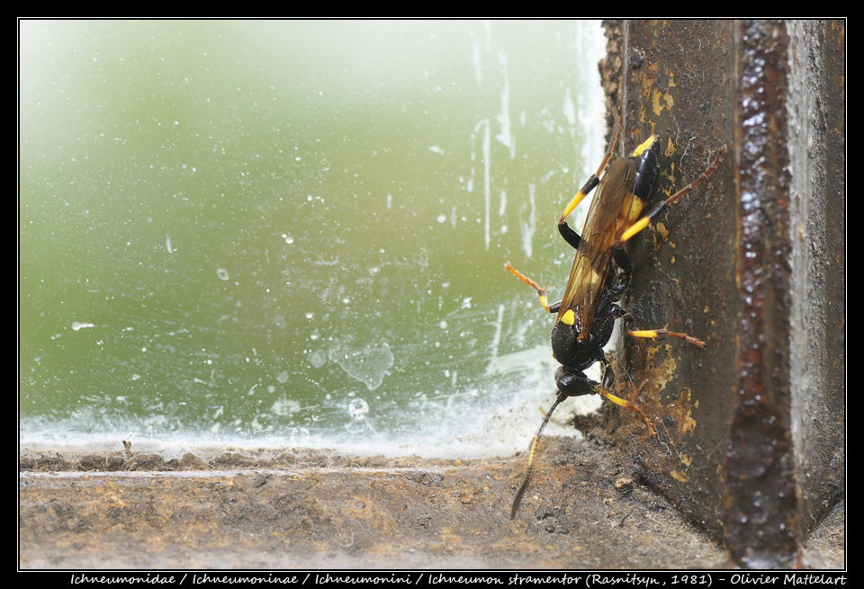 Ichneumon stramentor (Rasnitsyn, 1981) : femelle