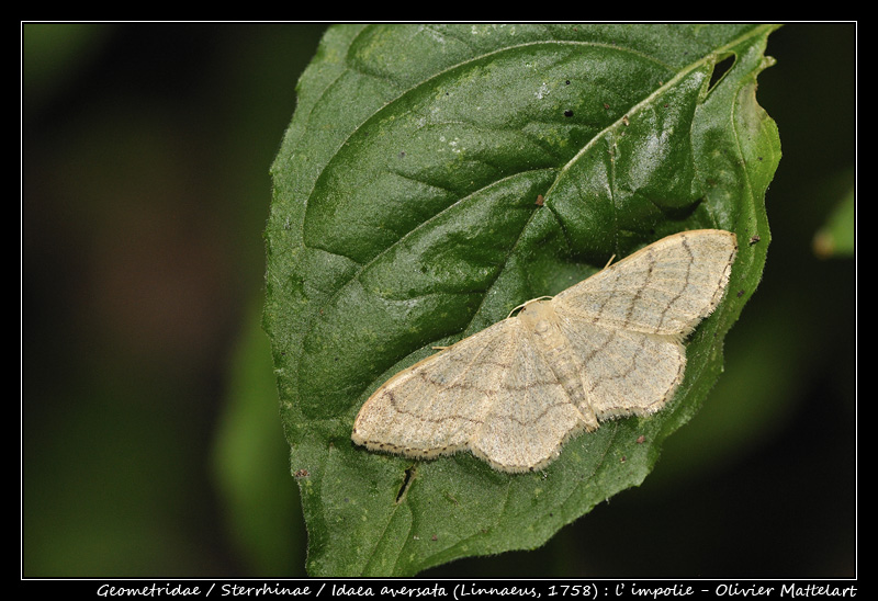 Idaea aversata (Linnaeus, 1758)